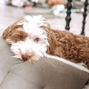 Meet your Posher, Brett